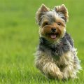 Which Dogs Formed the Yorkshire Terrier?