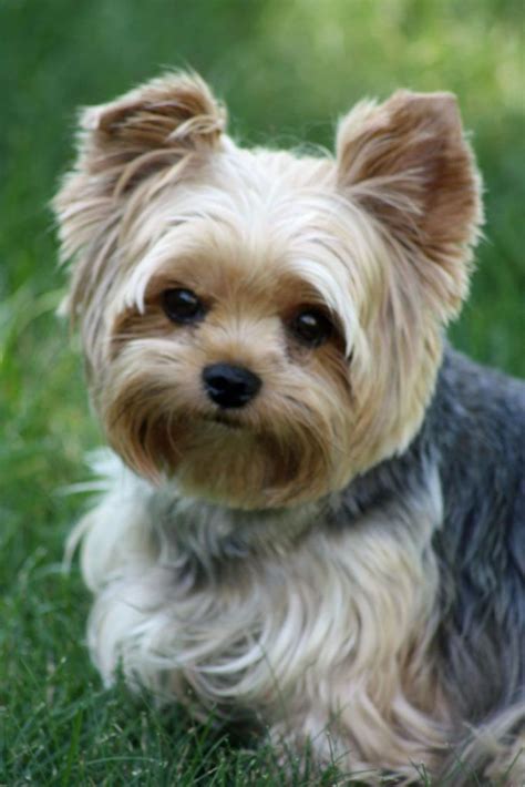 Who Really Created Yorkshire Terriers?