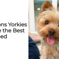 Why Are Yorkies So Protective? Top 5 Guardian Instincts Revealed