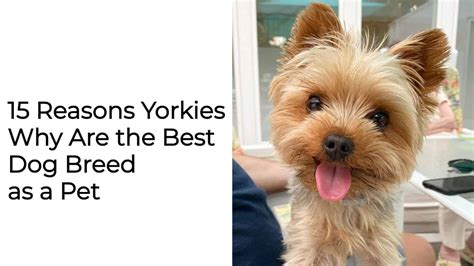 Why Are Yorkies So Protective? Top 5 Guardian Instincts Revealed