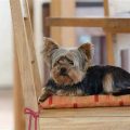 Why Are Yorkies So Vocal? Complete Guide