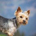 Why Are Yorkshire Terriers So Smart?