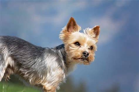 Why Are Yorkshire Terriers So Smart?