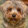 Why Do Yorkies Bark So Much? Training Solutions Here