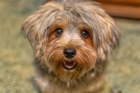 Why Do Yorkies Bark So Much? Training Solutions Here