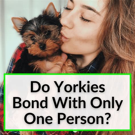 Why Do Yorkies Bond So Strongly With One Person?