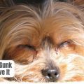 Why Do Yorkies Get Eye Discharge? Solutions Inside!