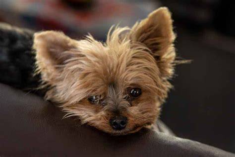 Why Do Yorkies Get So Excited?