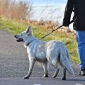 Why Do Yorkies Hate the Leash? Solve It!