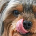 Why Do Yorkies Lick So Much?