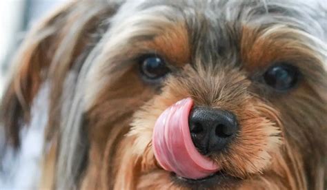 Why Do Yorkies Lick So Much?