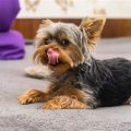 Why Do Yorkies Lick Their Paws