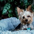 Why Do Yorkies Love to Dig? Expert Guide