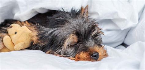 Why Do Yorkies Skip Meals?