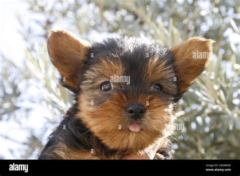 Why Do Yorkies Stick Their Tongue Out