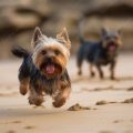 Why Do Yorkshire Terriers Chase Their Tails?