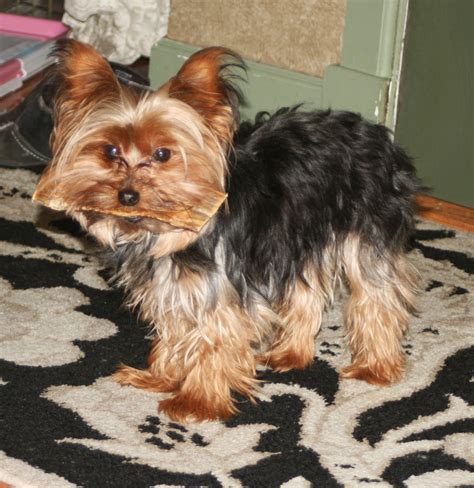 Why Do Yorkshire Terriers Hide Their Toys?