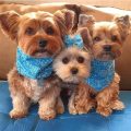 Why Do Yorkshire Terriers Love Attention?