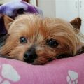 Why Do Yorkshire Terriers Love Blankets?