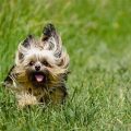 Why Do Yorkshire Terriers Shake When Excited?