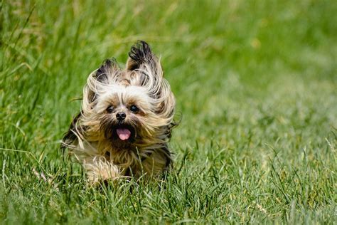 Why Do Yorkshire Terriers Shake When Excited?