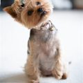 Why Do Yorkshire Terriers Tilt Their Heads? Truth Here