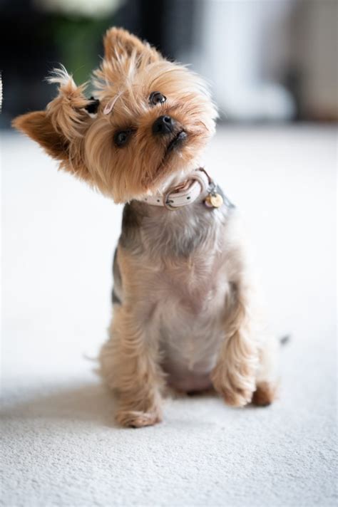 Why Do Yorkshire Terriers Tilt Their Heads? Truth Here