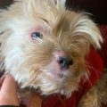 Why Does My Yorkie Have Flaky Skin? Solutions Here!