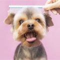 Why Grooming Is Essential for Yorkie Health