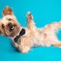 Why Is My Yorkie Acting Out? Solve It!