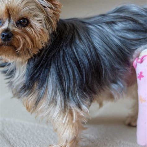 Why Is My Yorkie Limping?