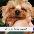 Why Is My Yorkie Not Listening?