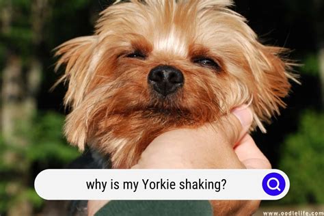 Why Is My Yorkie Not Listening?