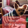 Why Is My Yorkie Peeing in the House?