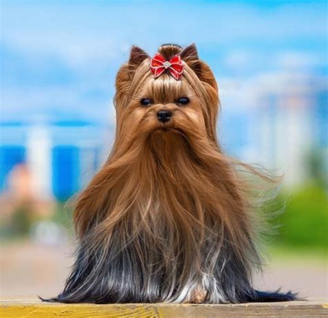 Why Is My Yorkshire Terrier Shedding So Much?