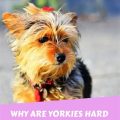 Why Yorkies Are So Independent: Training Tips