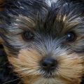 Why Yorkshire Terriers Are Easy to Train Indoors