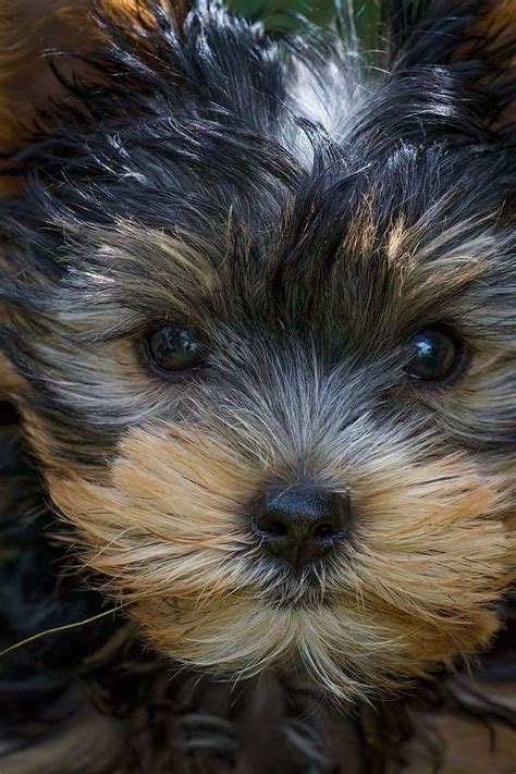 Why Yorkshire Terriers Are Easy to Train Indoors