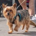 Why Yorkshire Terriers Are Ideal for Seniors