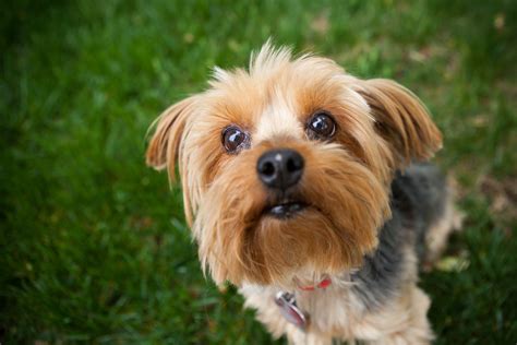 Why Yorkshire Terriers Are Perfect for Small Spaces