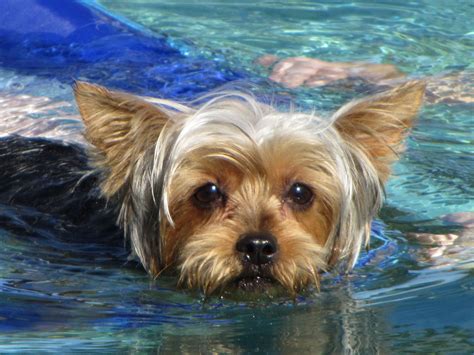 Why Yorkshire Terriers Love Water in Summer