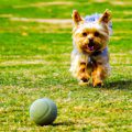 Why Yorkshire Terriers Love to Play Fetch