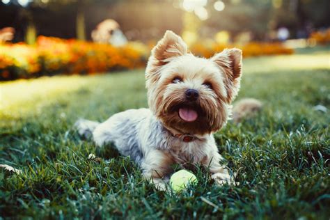 Why Yorkshire Terriers Make Perfect Senior Companions