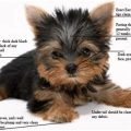 Why Yorkshire Terriers Need Extra Care in Summer