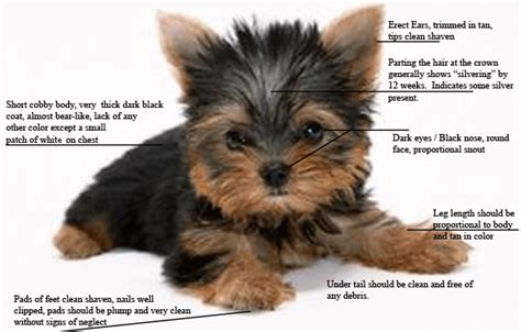 Why Yorkshire Terriers Need Extra Care in Summer