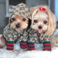 Winter Clothes For Yorkies