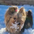 Winter Yorkie Nutrition Guide