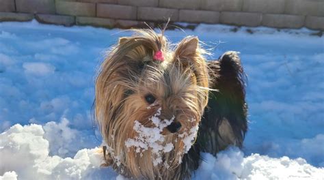 Winter Yorkie Nutrition Guide