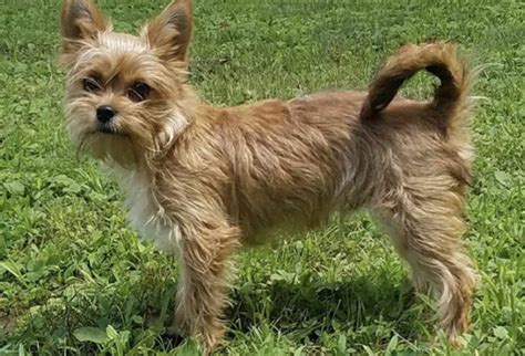 Wire Haired Yorkie