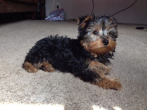 Yorkie 3 Months Old